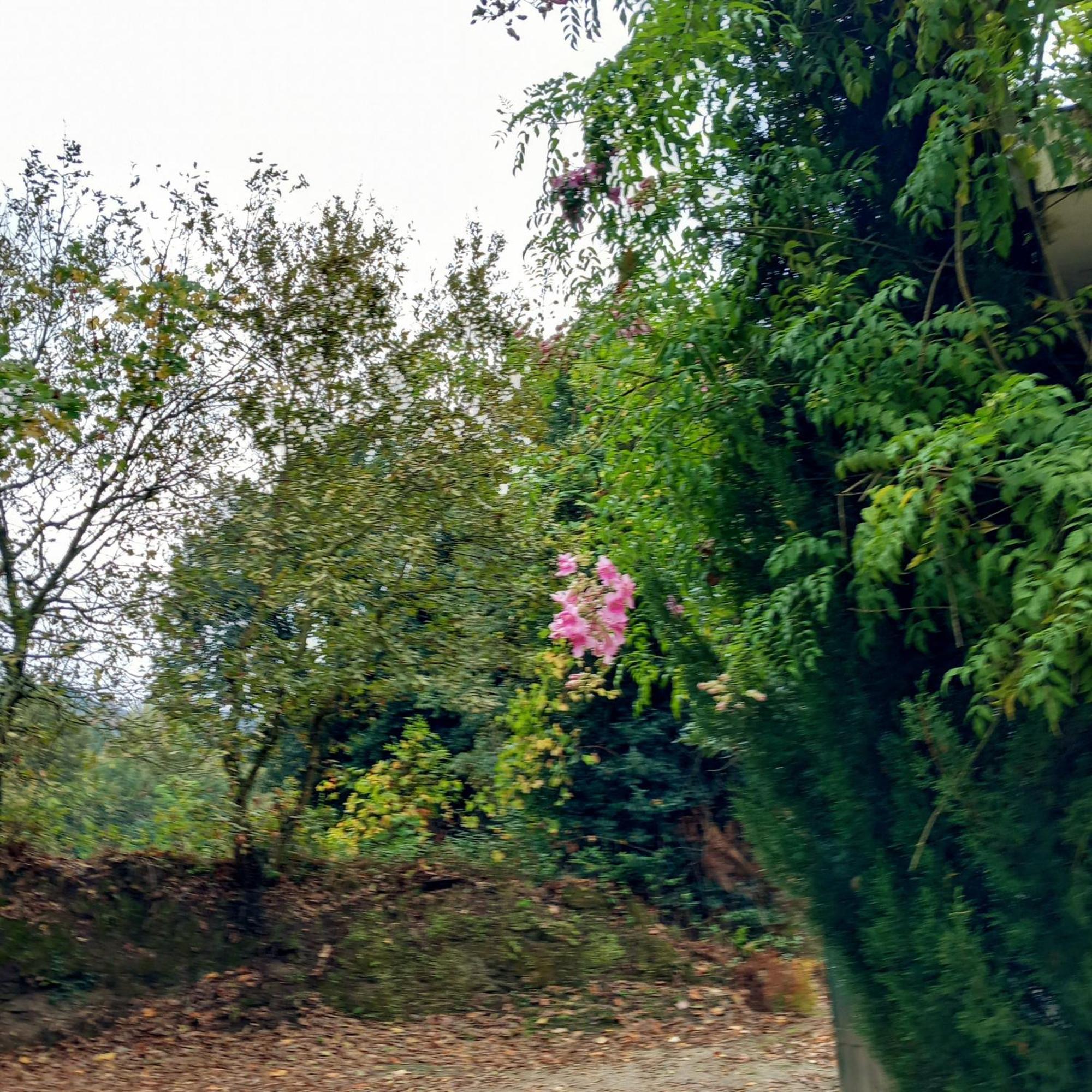 הוילה Casa Amarante Porto מראה חיצוני תמונה